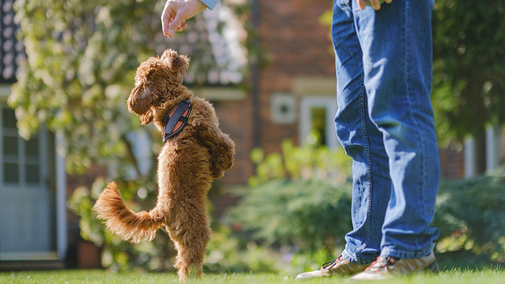 google trends battle of the pooches why were so split on our favourite dog breeds
